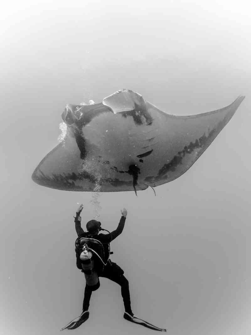 scuba diving with manta rays