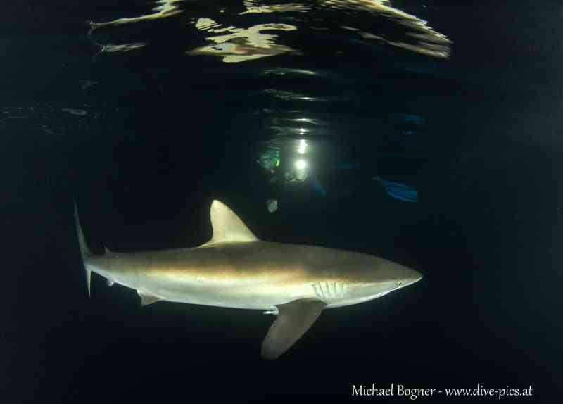 shark, Scuba diving in the Sea of Cortez