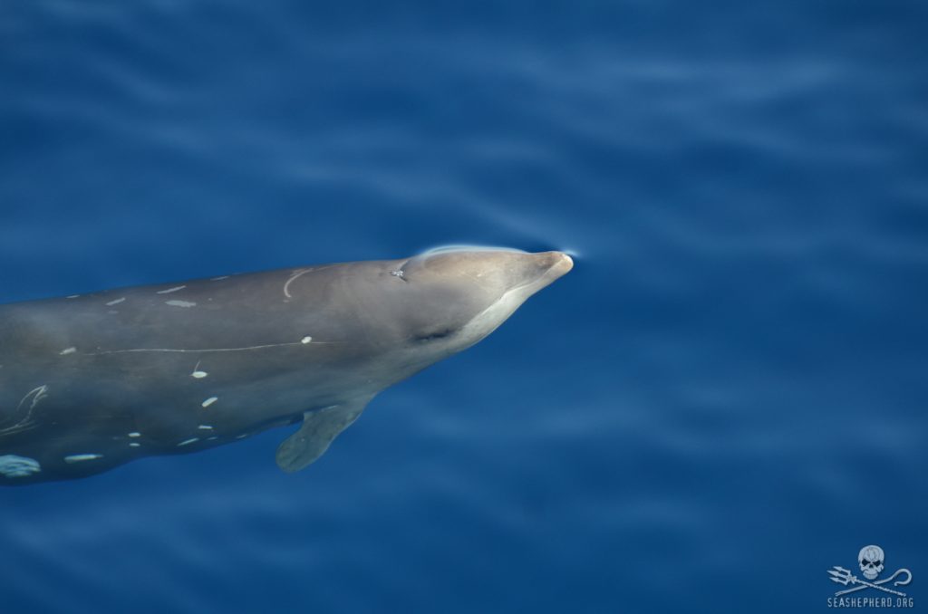 Cuvier’s beaked whales - Nautilus Liveaboards