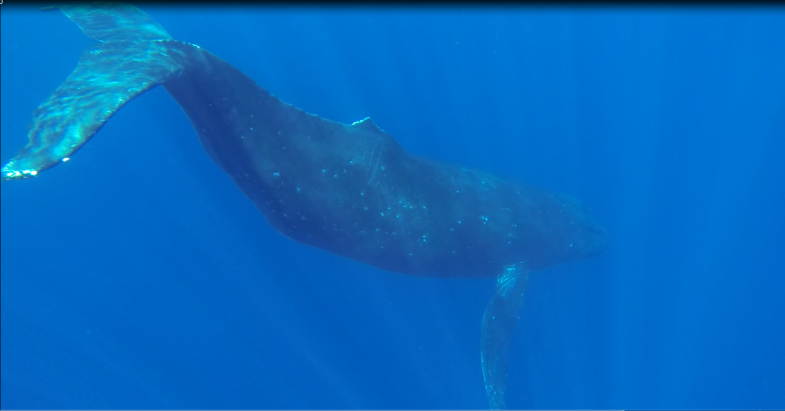 Humpback whale tours