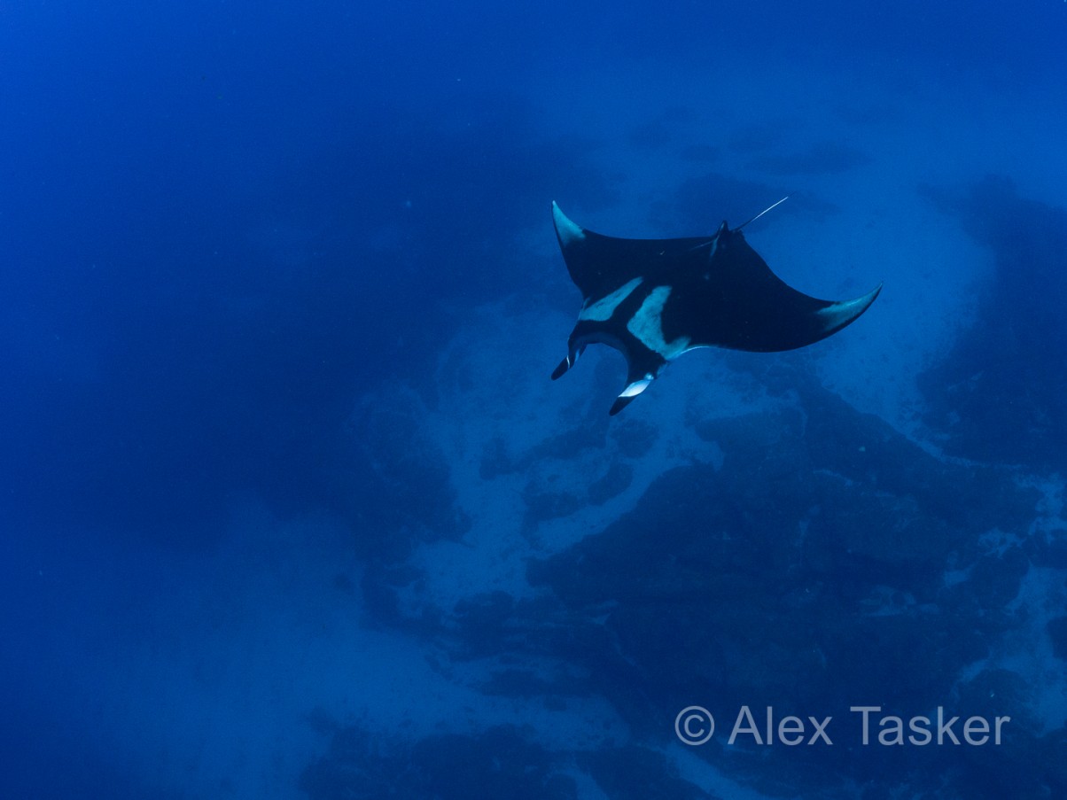 manta ray swimming san benedicto