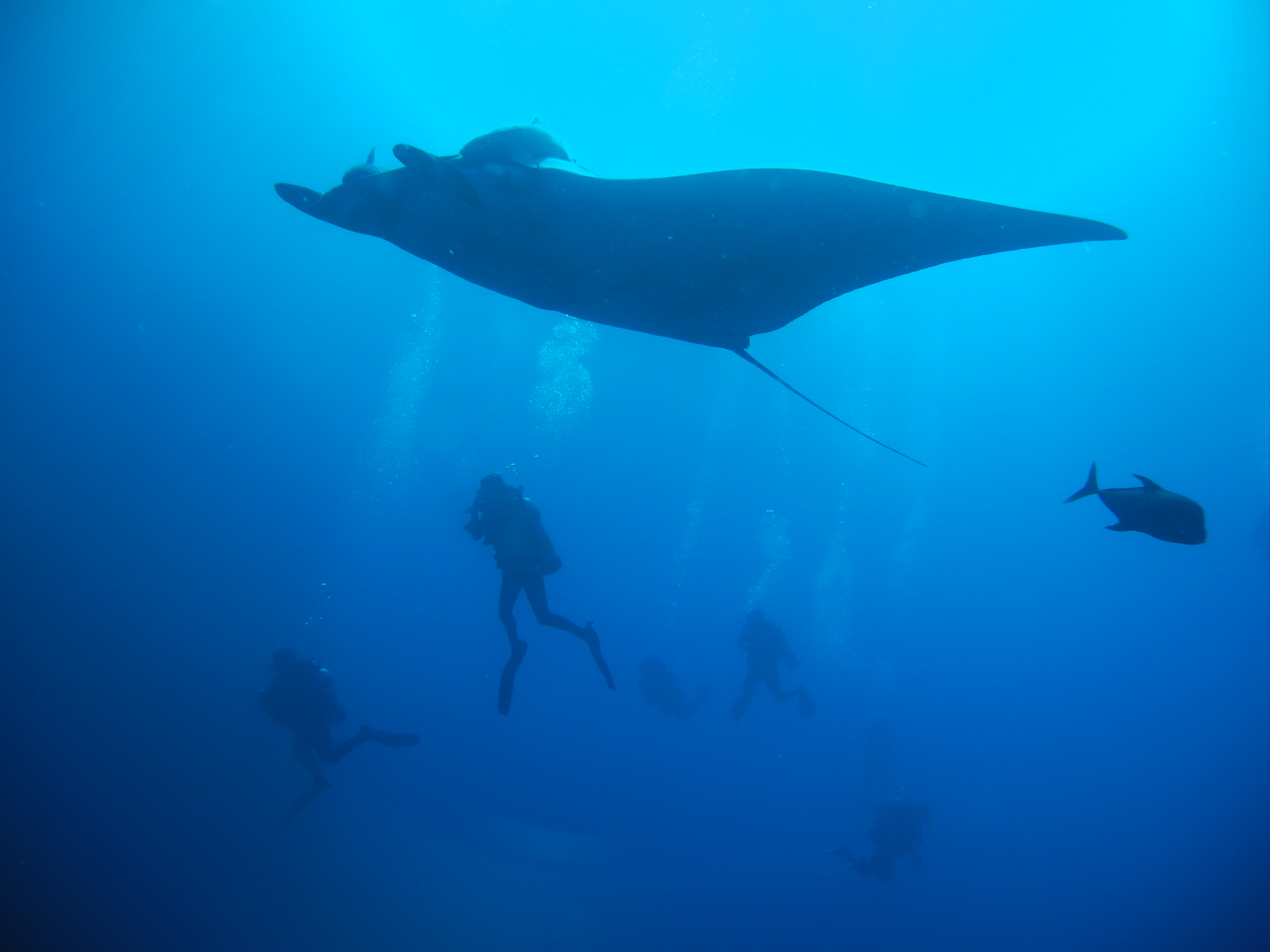 giant manta swims by divers