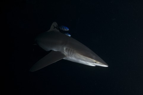 silky shark swimming