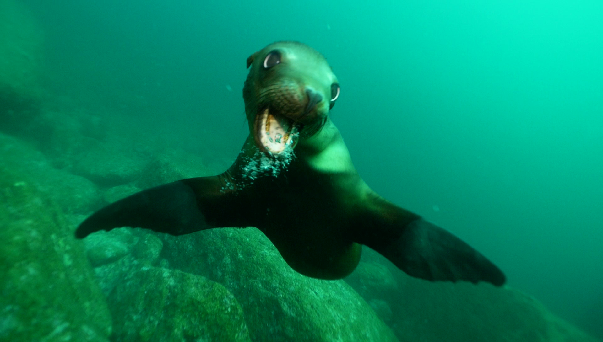 young sea lion in sea of cortez