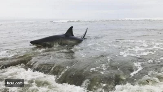 Note from Captain Mike: Great White trapped in surf