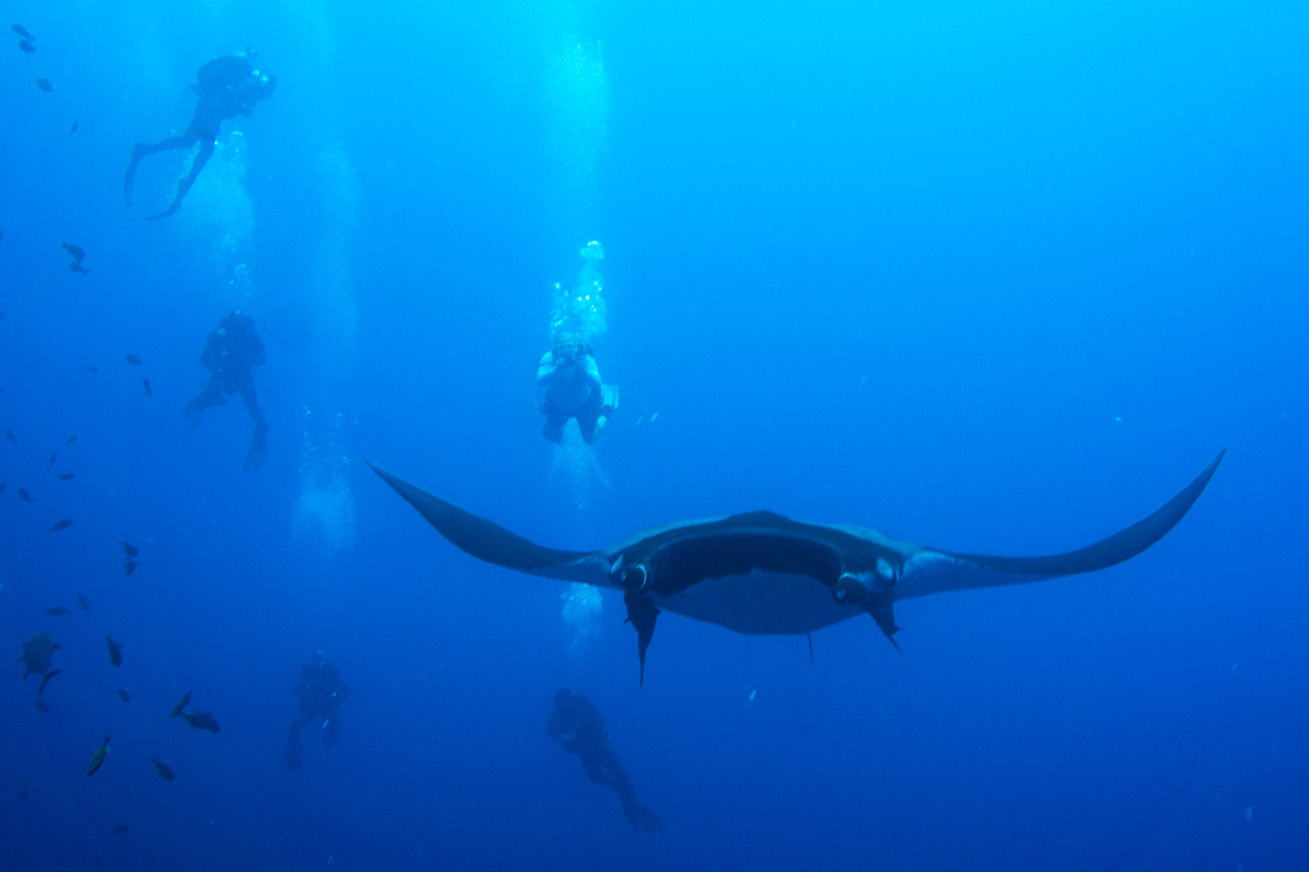 manta ray observed by divers