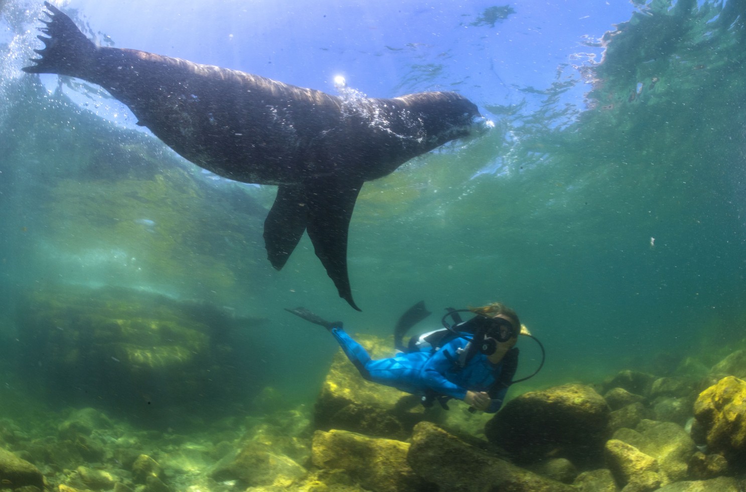 sea lion swimming with a diver