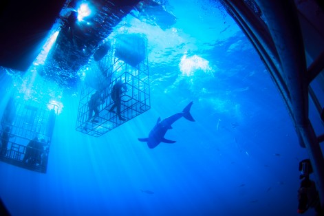 Hollywood goes cage diving with the great white sharks in Mexico