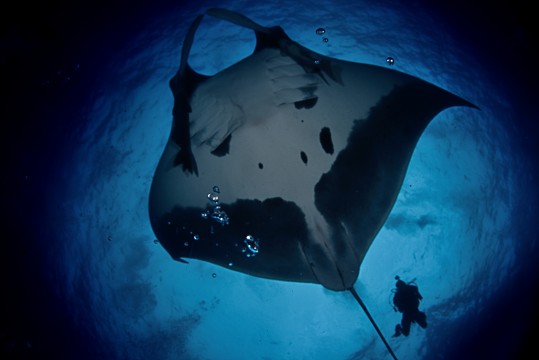 diver pursues giant manta