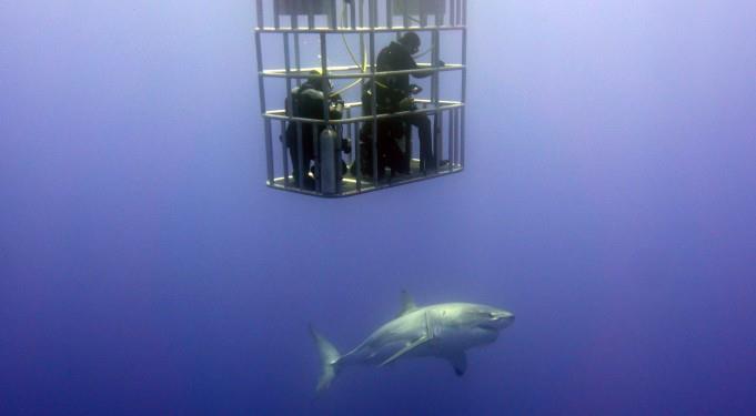 cage divers get a good look at great white