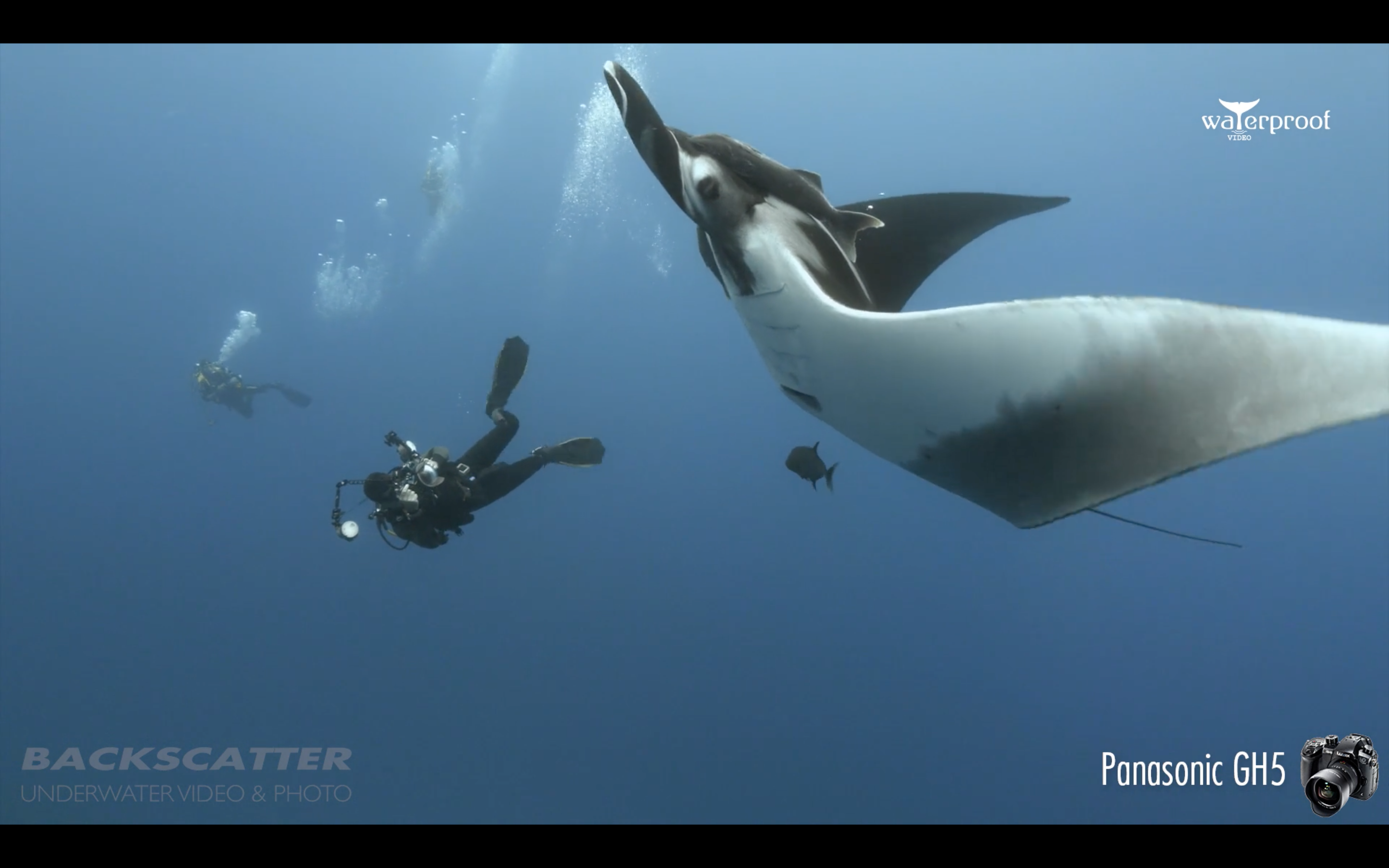 diver with underwater camera beneath giant manta