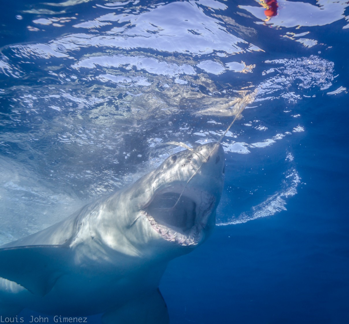 great white chases the wrangler's tuna bait