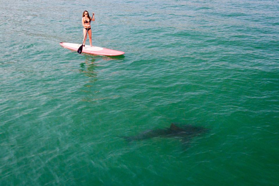 great white shark and paddleboarder