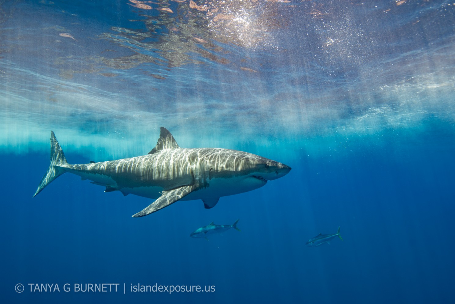 great white shark amidst the sparkling blue water