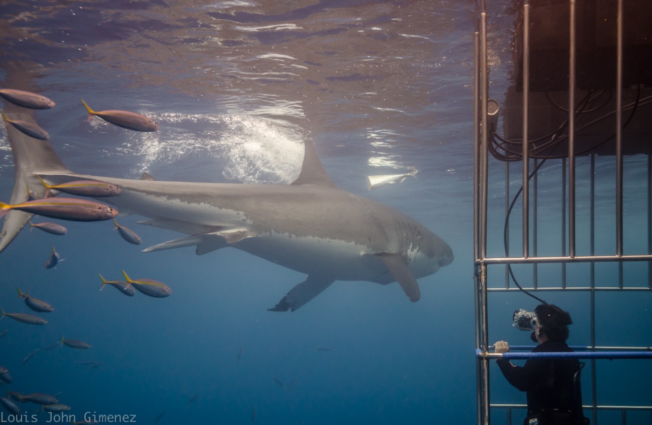 a diver gets captures footage of a great white