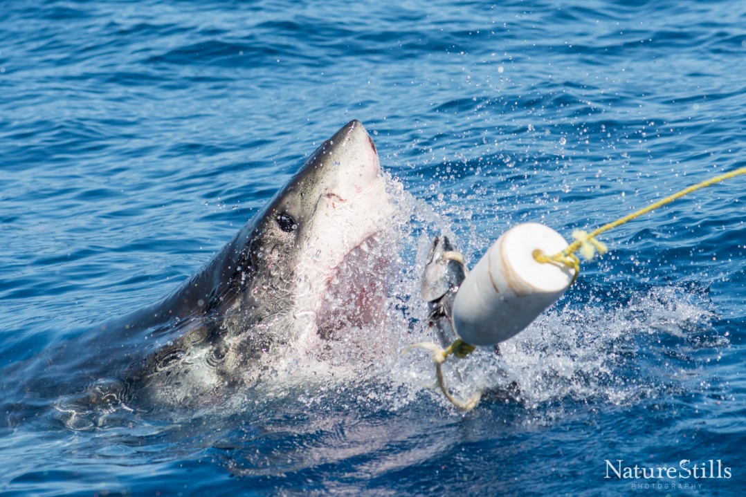 great white shark pokes face out for some fish bait