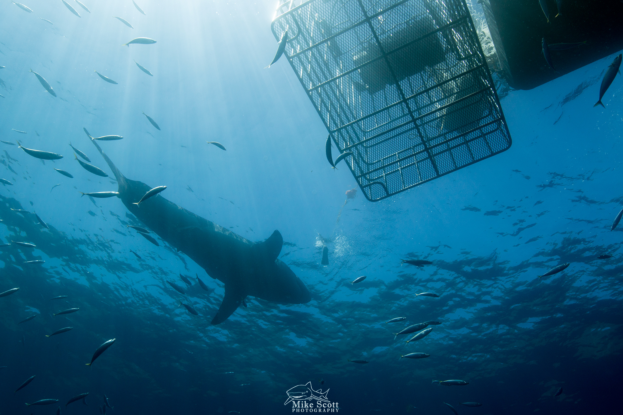 shark cage diving tours in Baja, Mexico