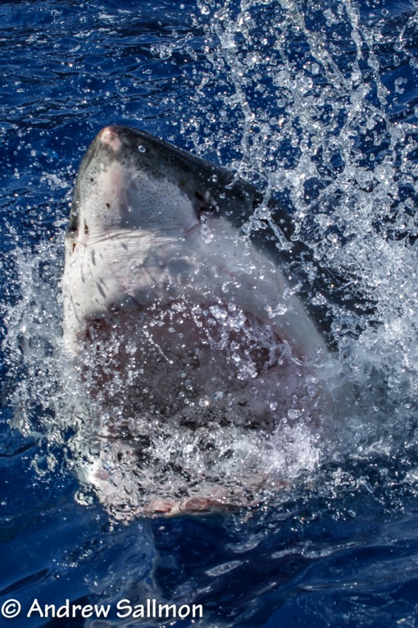 Early season for female great whites?