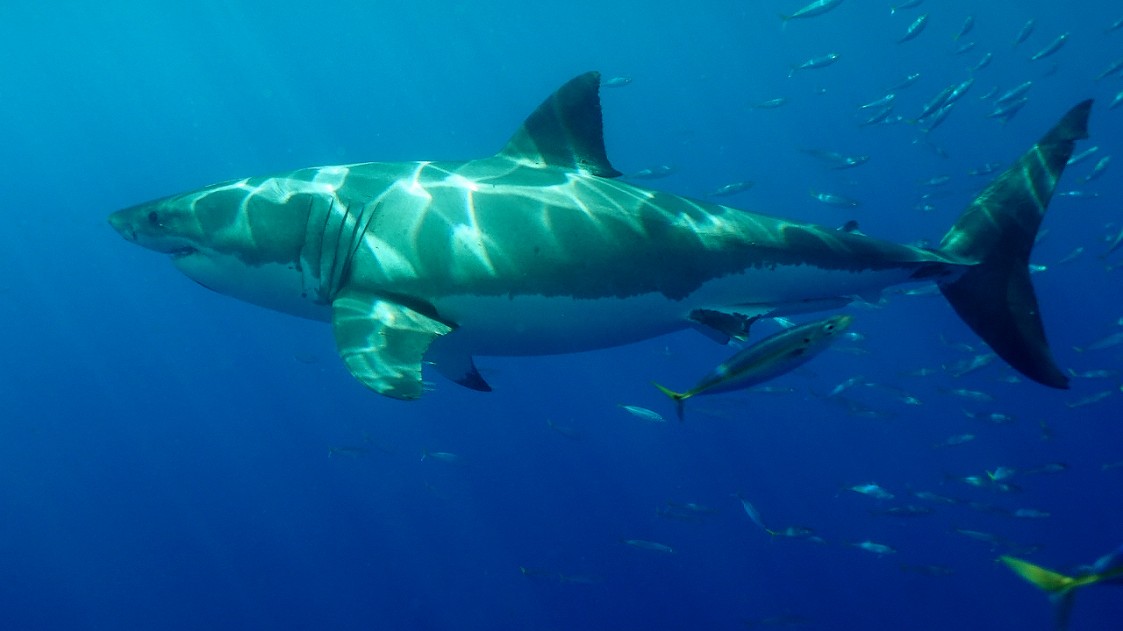 great white shark, Baja