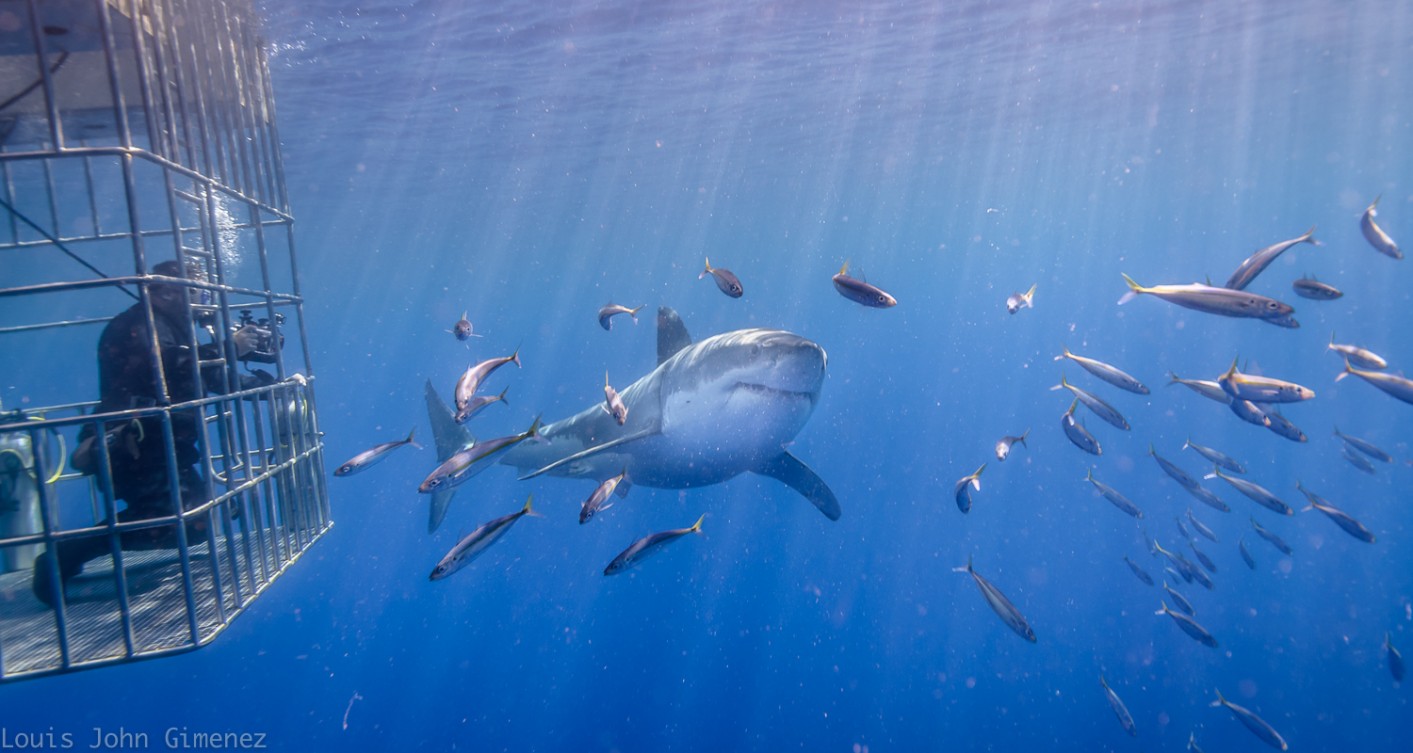 First time seeing white sharks – indescribable!
