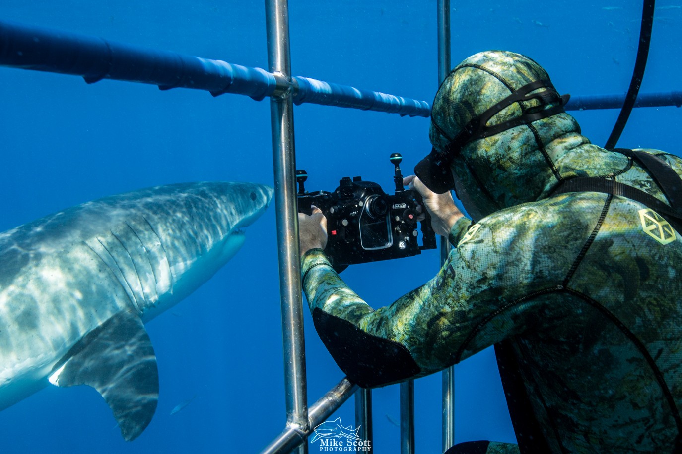 shark cage diving tours in Baja, Mexico