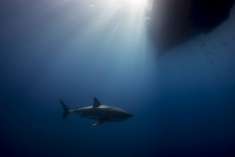Turning split-second shark encounters into great photos