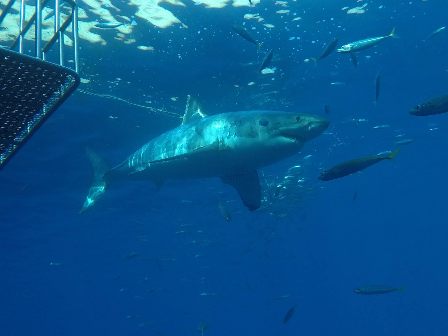 Protected place for great white sharks