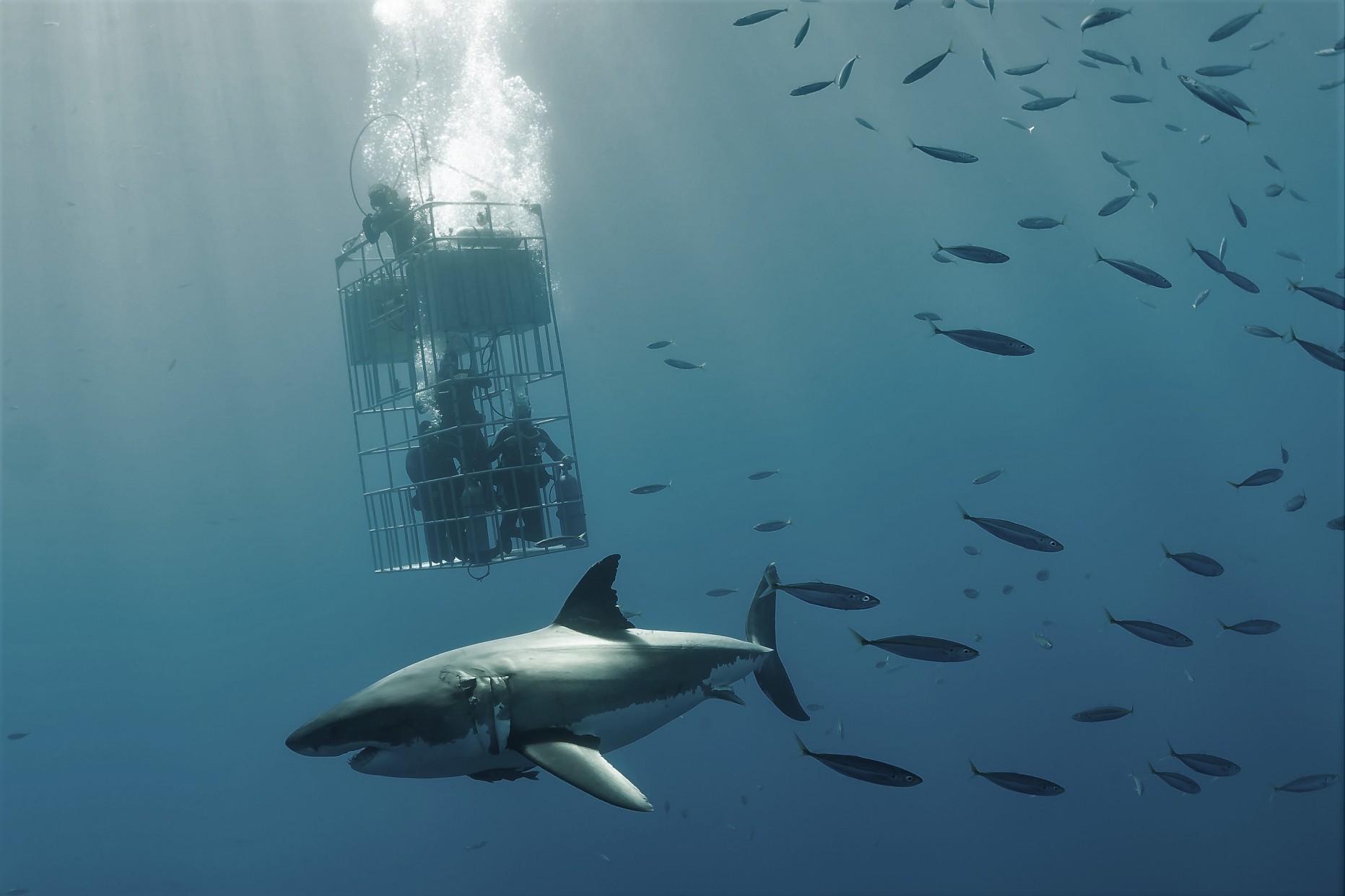 shark cage diving in Baja, Mexico