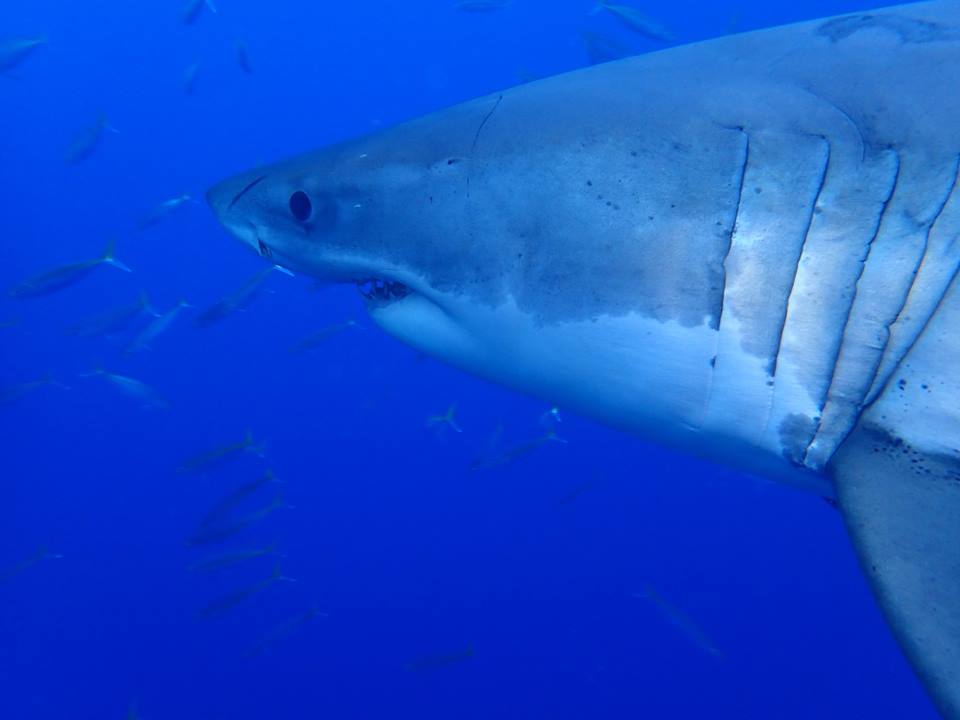 diving with sharks, Sea of Cortez