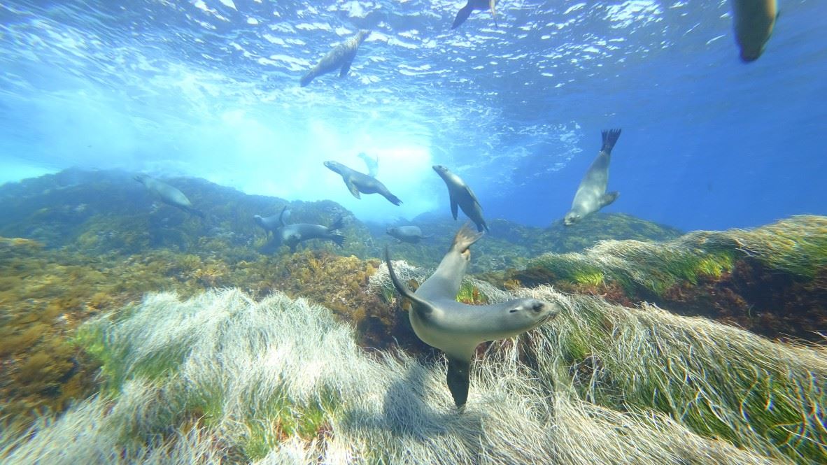 sea lions, scuba diving in the Sea of Cortez