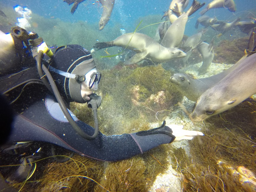 Diving with sea lions, Baja California