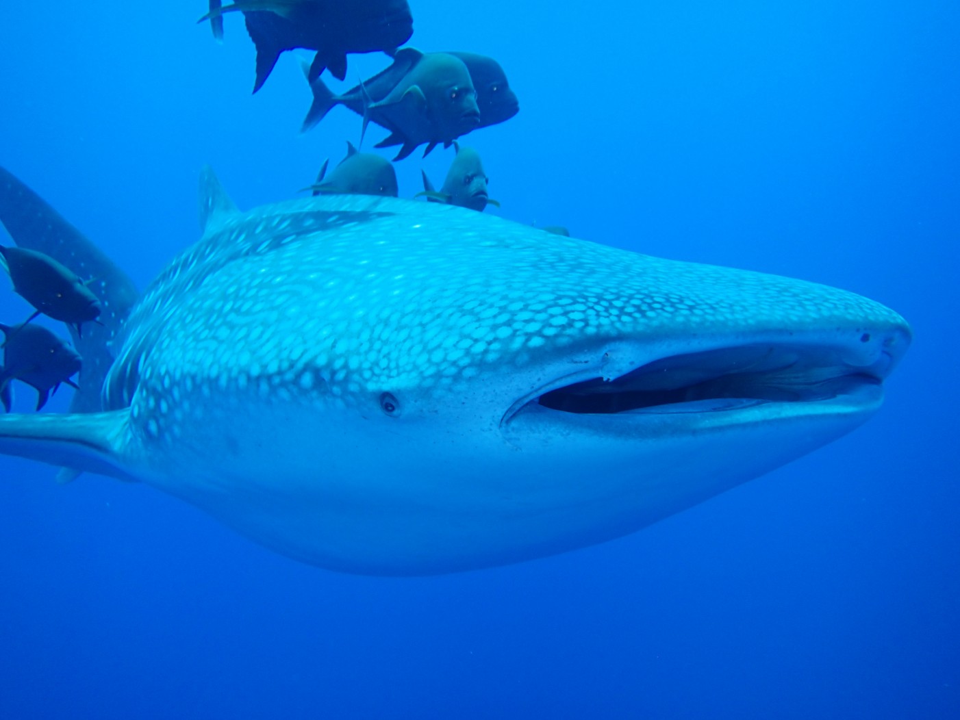 whalr shark, scuba diving in the Sea of Cortez
