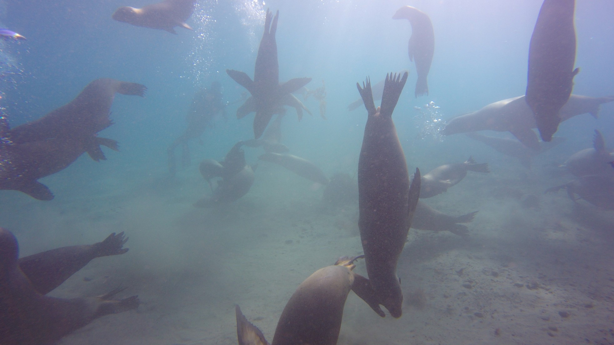 Diving with sea lions