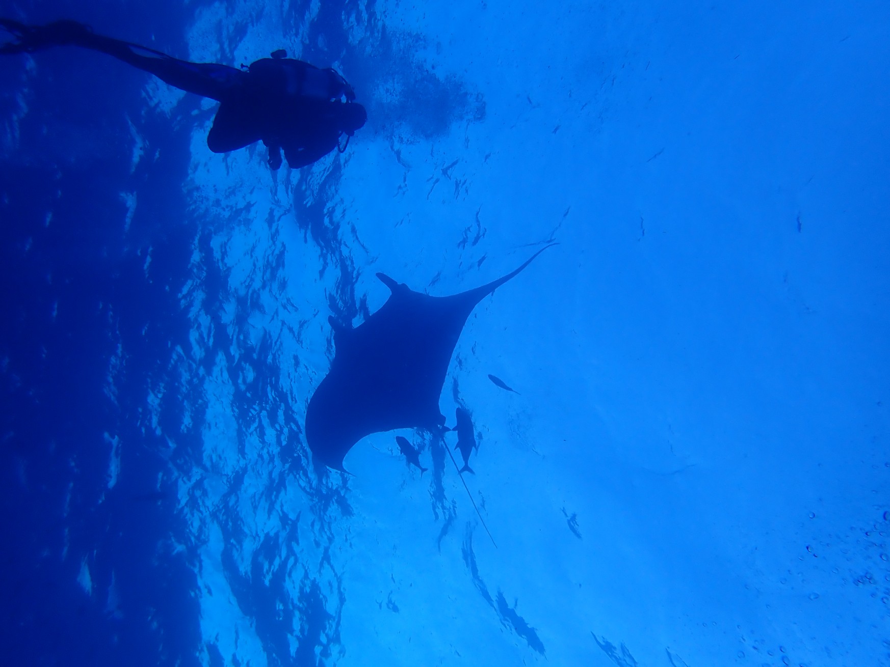 Surrounded by friendly mantas