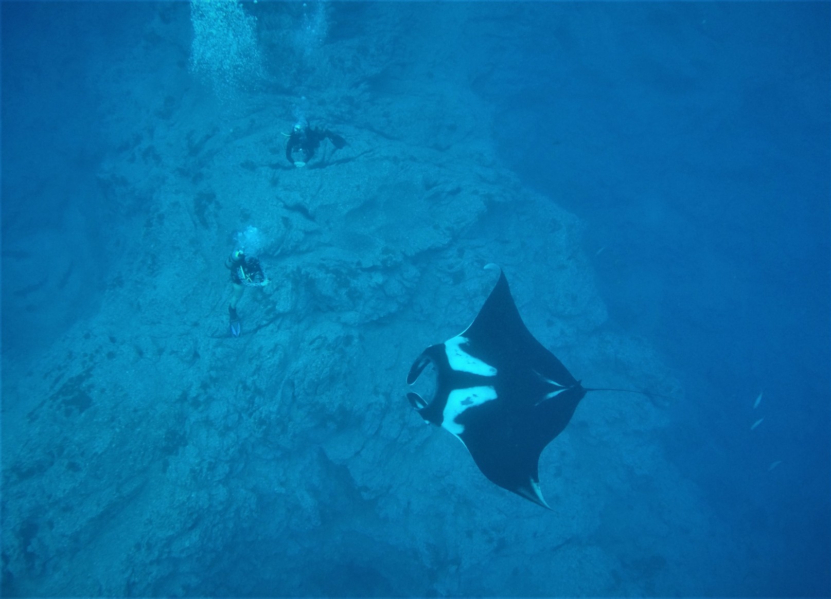 Scuba diving with manta rays, Baja California