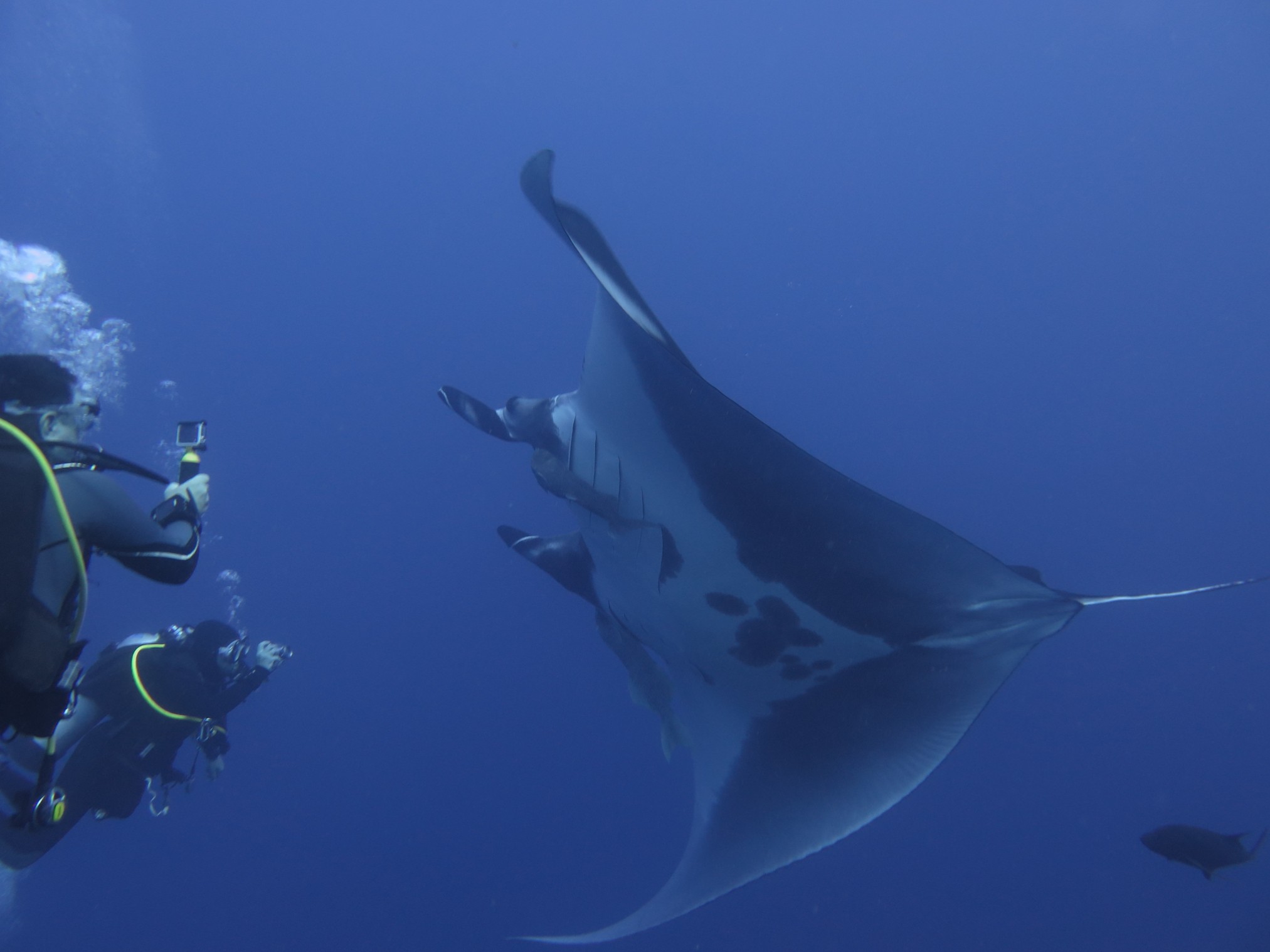 scuba diving with manta rays, Baja