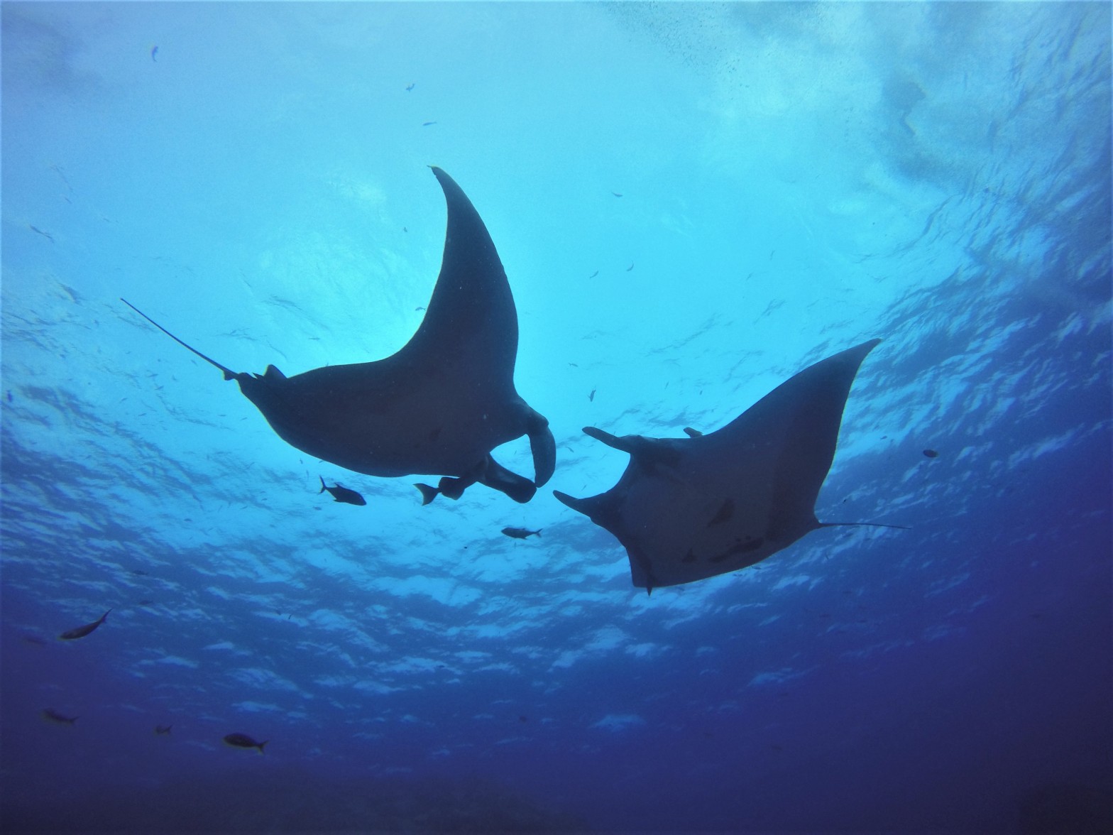 scuba diving with manta rays, Baja