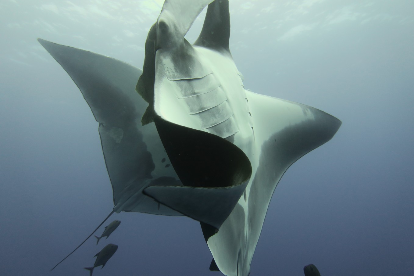 Scuba diving with manta rays, Baja