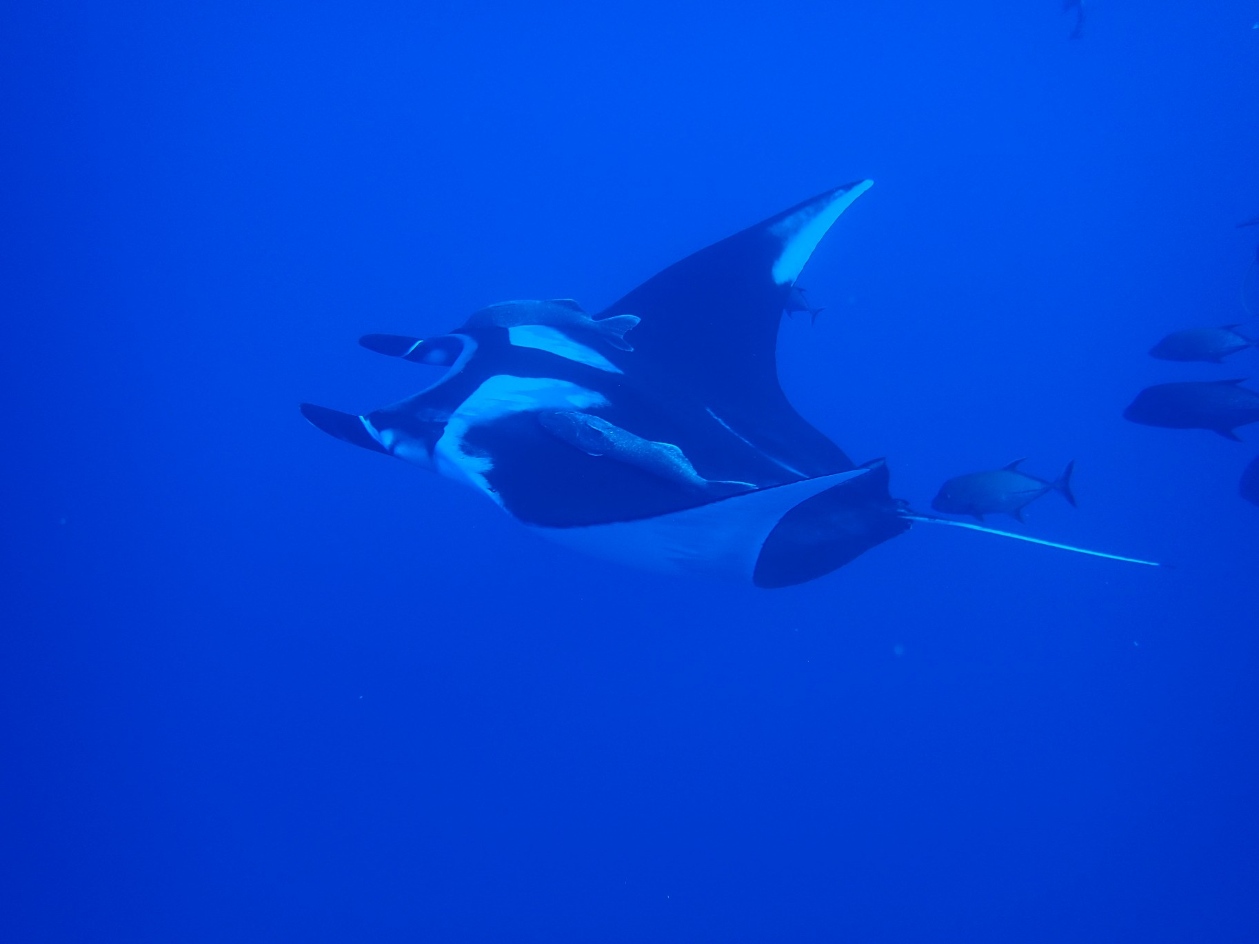 Manta ballet and dolphin caresses