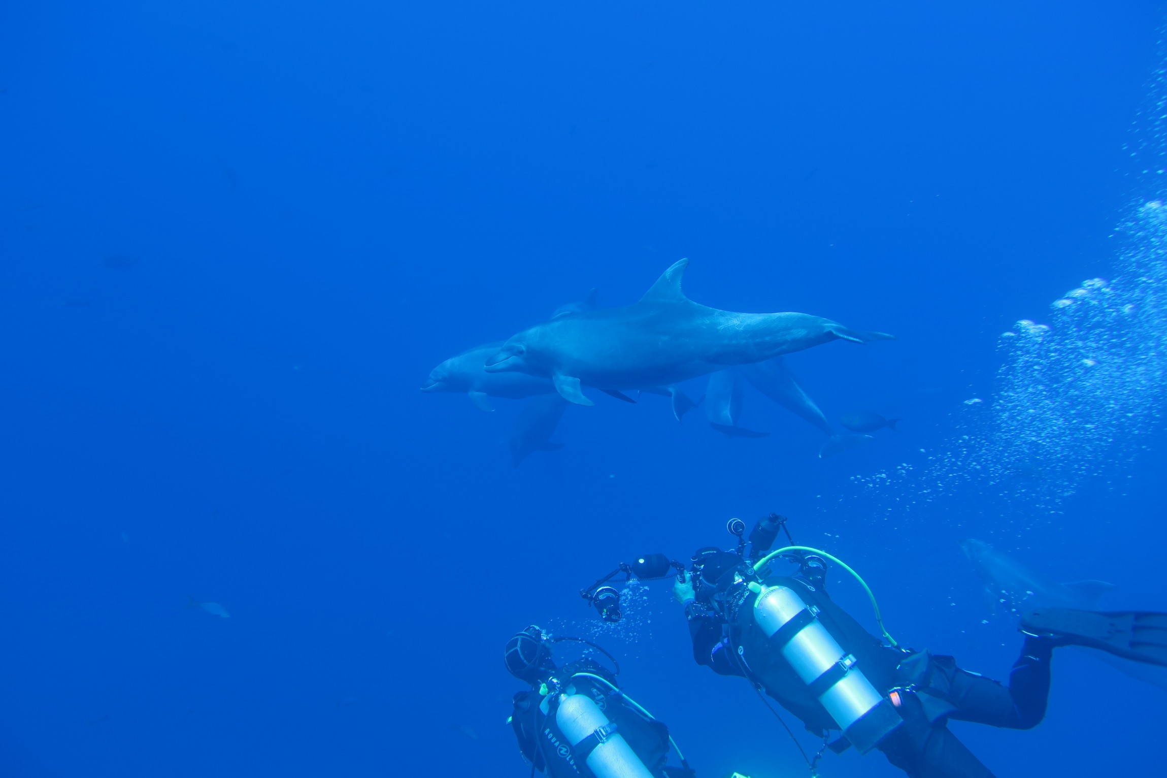 scuba diving with dolphins, Sea of Cortez