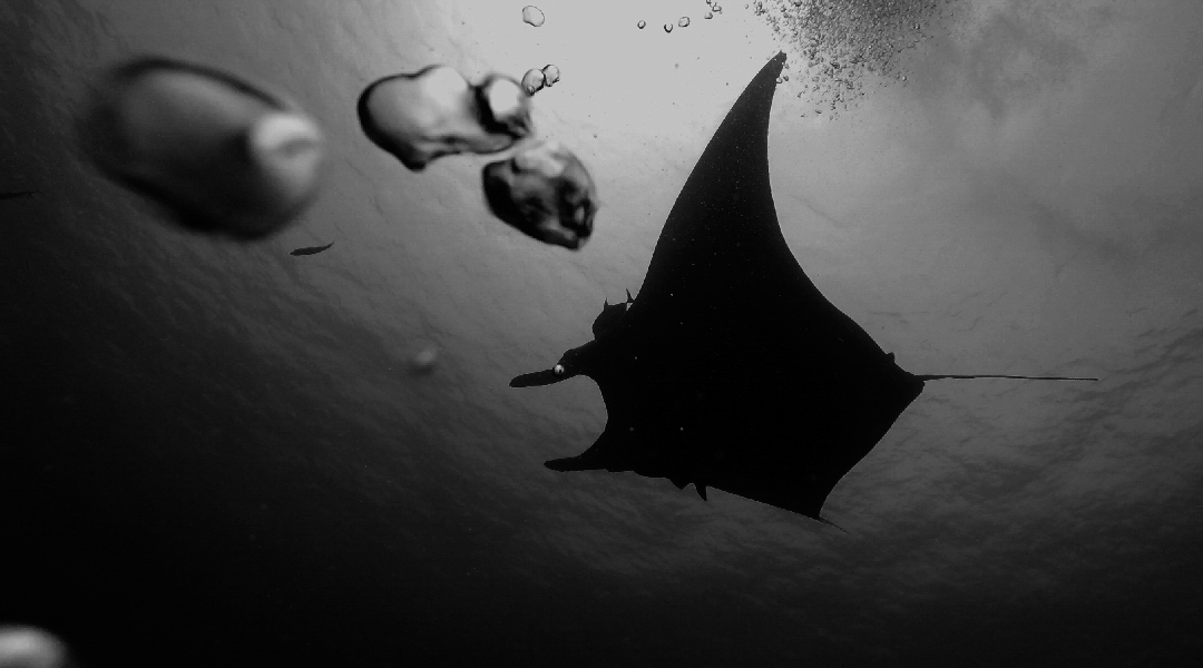 manta rays, scuba diving tours in the Sea of Cortez