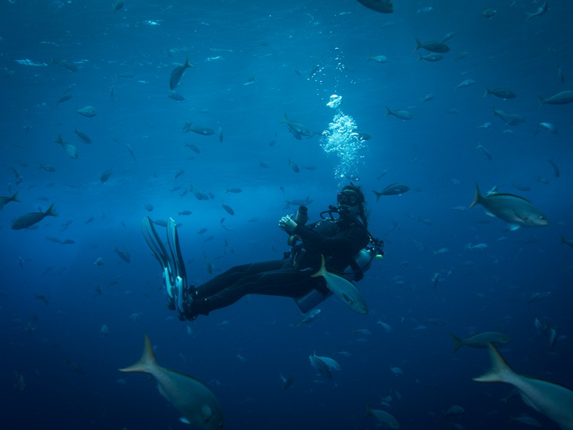 scuba diving in the Sea of Cortez