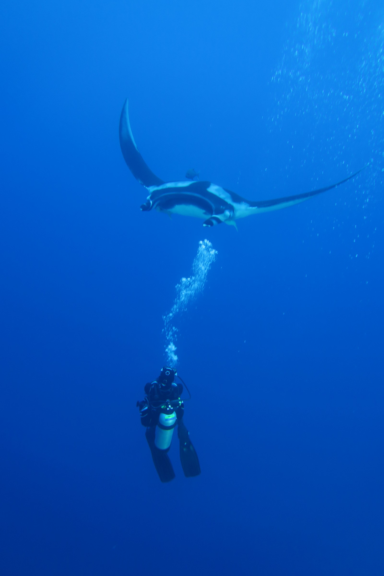 Diving with manta ray, Sea of Cortez tours