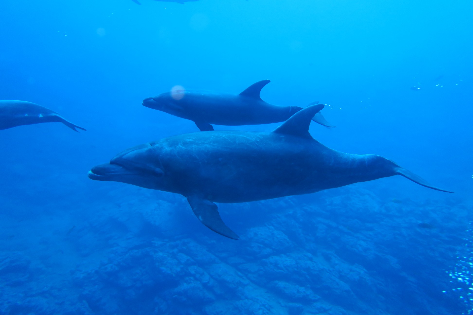 Dolphins, Sea of Cortez tours