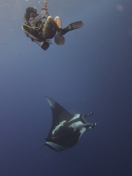 Scuba diving with manta rays