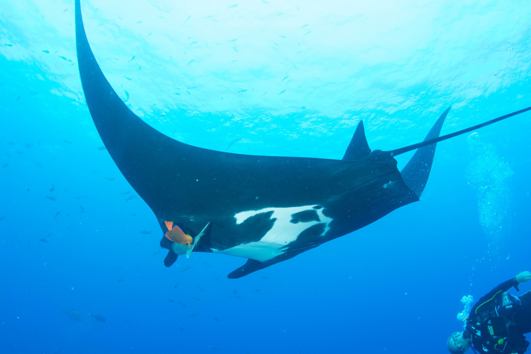 A moment with a manta