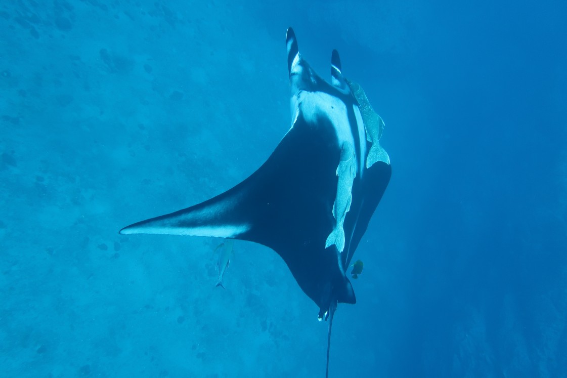 Scuba diving with manta rays