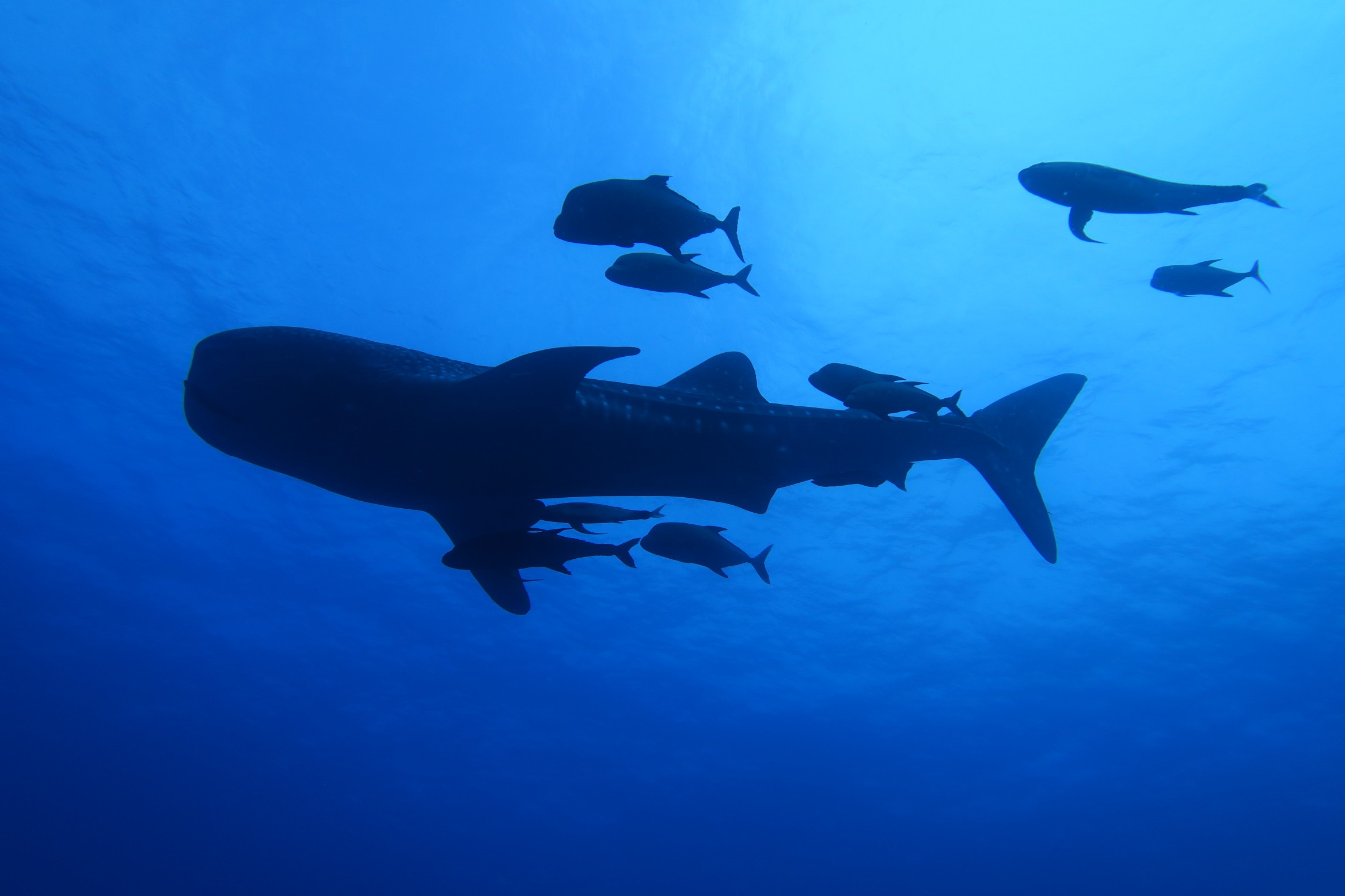 Incredible Trip : San Benedicto, Hammerheads, Whale Shark