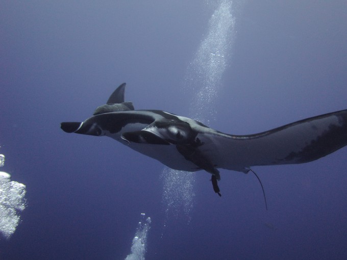 Visit from a Large Manta, Schooling Juvenile Hammerheads