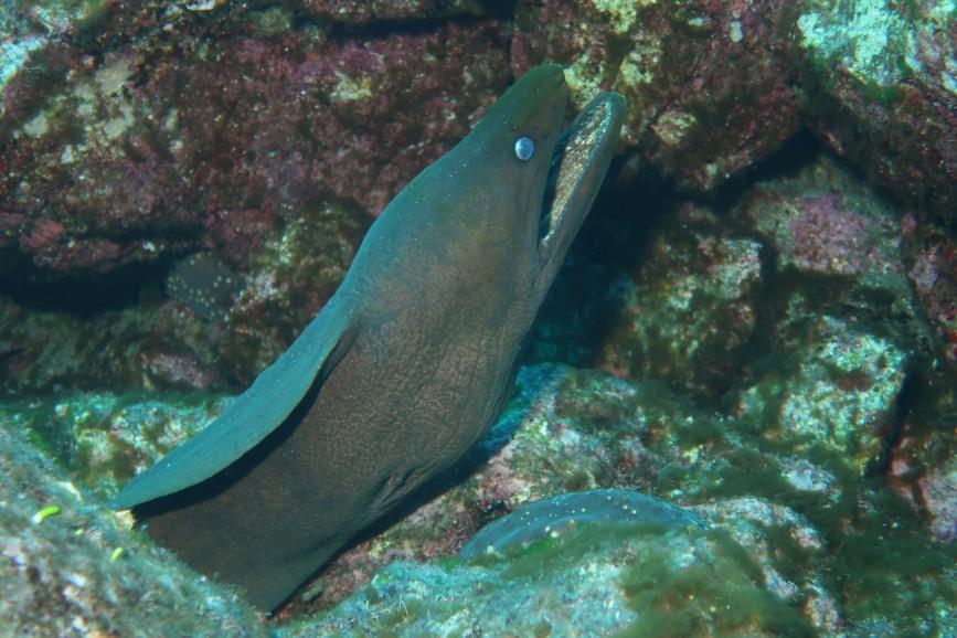 socorro green moray eel peeks out with mouth agape